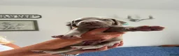 Weimaraner dogs for sale: Weimaraner puppies KC registered in Swansea - Advert 9