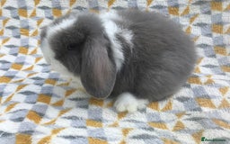 Mini Lop rabbits for sale: Beautiful mini lops for sale  - Image 3