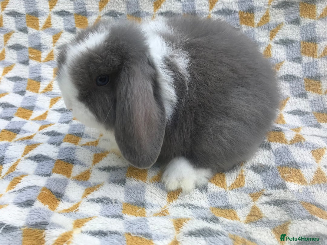 Mini Lop rabbits for sale: Beautiful mini lops for sale  - Image 3