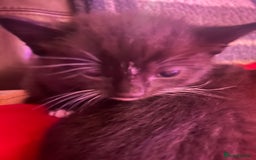 Domestic Shorthair cats for sale: 4 gorgeous kittens  - Image 30