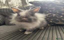 Lionhead rabbits for sale: 4 lionhead x Netherland dwarf mix breeds - Image 6