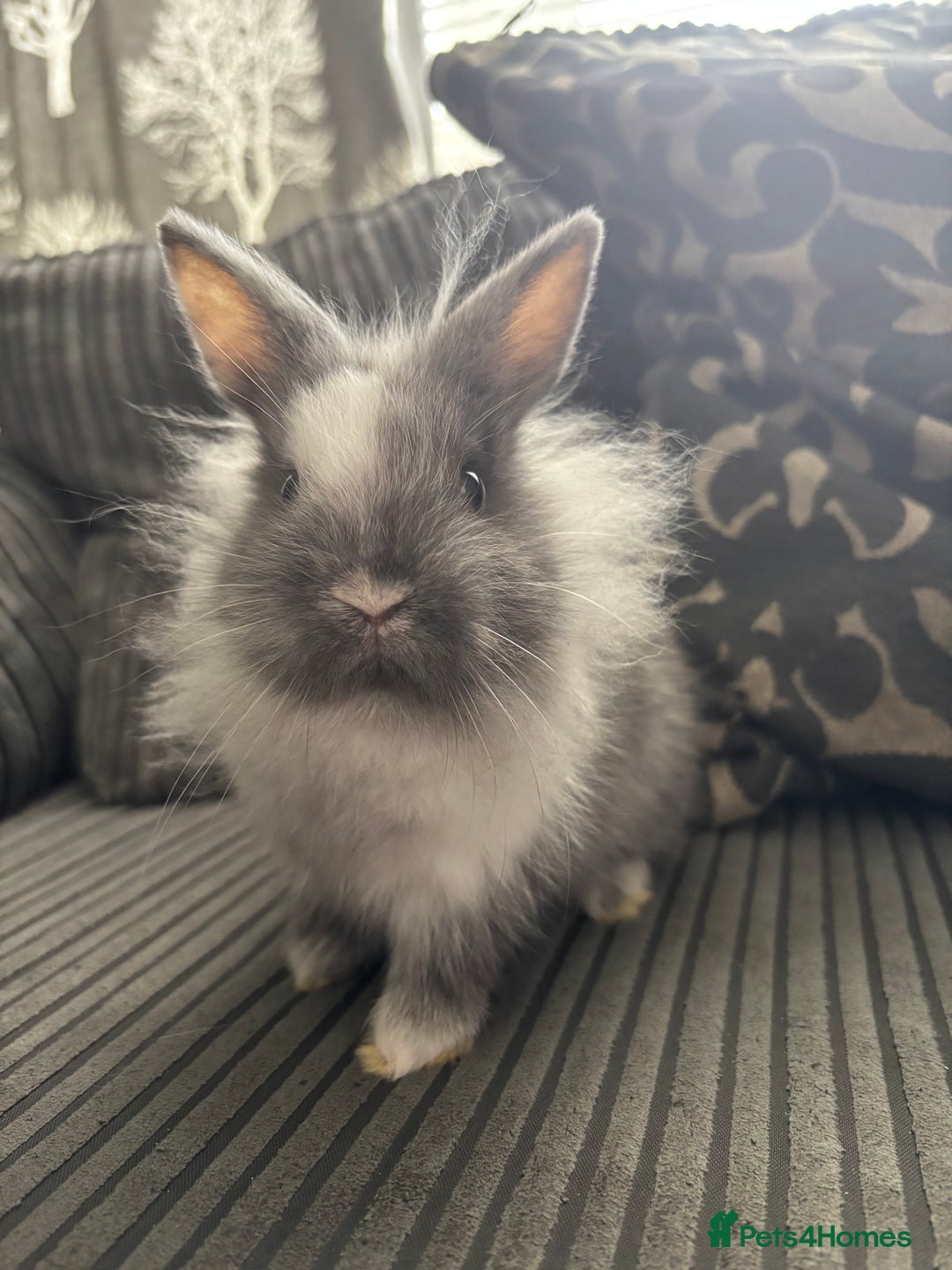 Lionhead rabbits for sale: 4 lionhead x Netherland dwarf mix breeds - Image 6