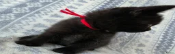 British Shorthair cats for sale: British Shorthair - Advert 6