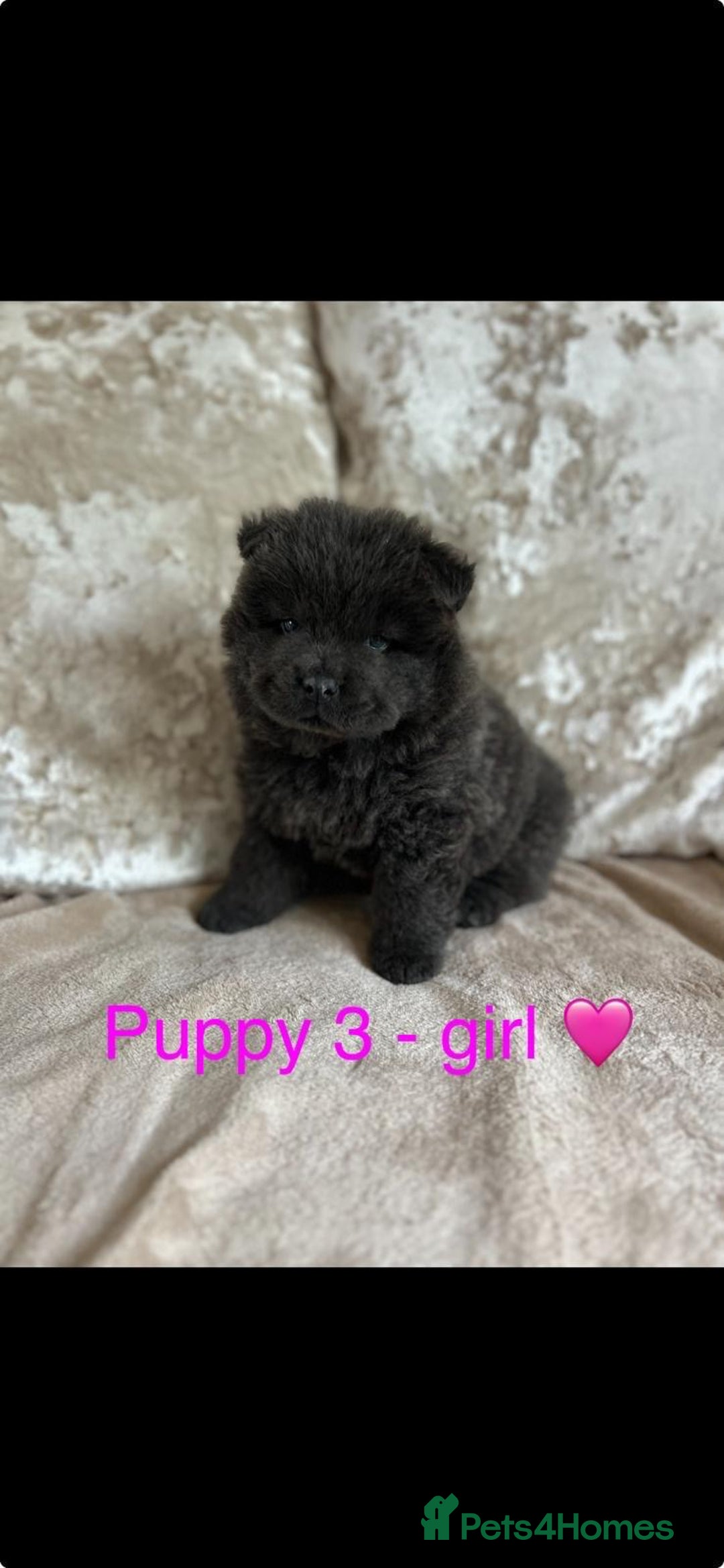 Chow Chow dogs for sale: REDUCED £750 stunning chow chow puppies - Image 4