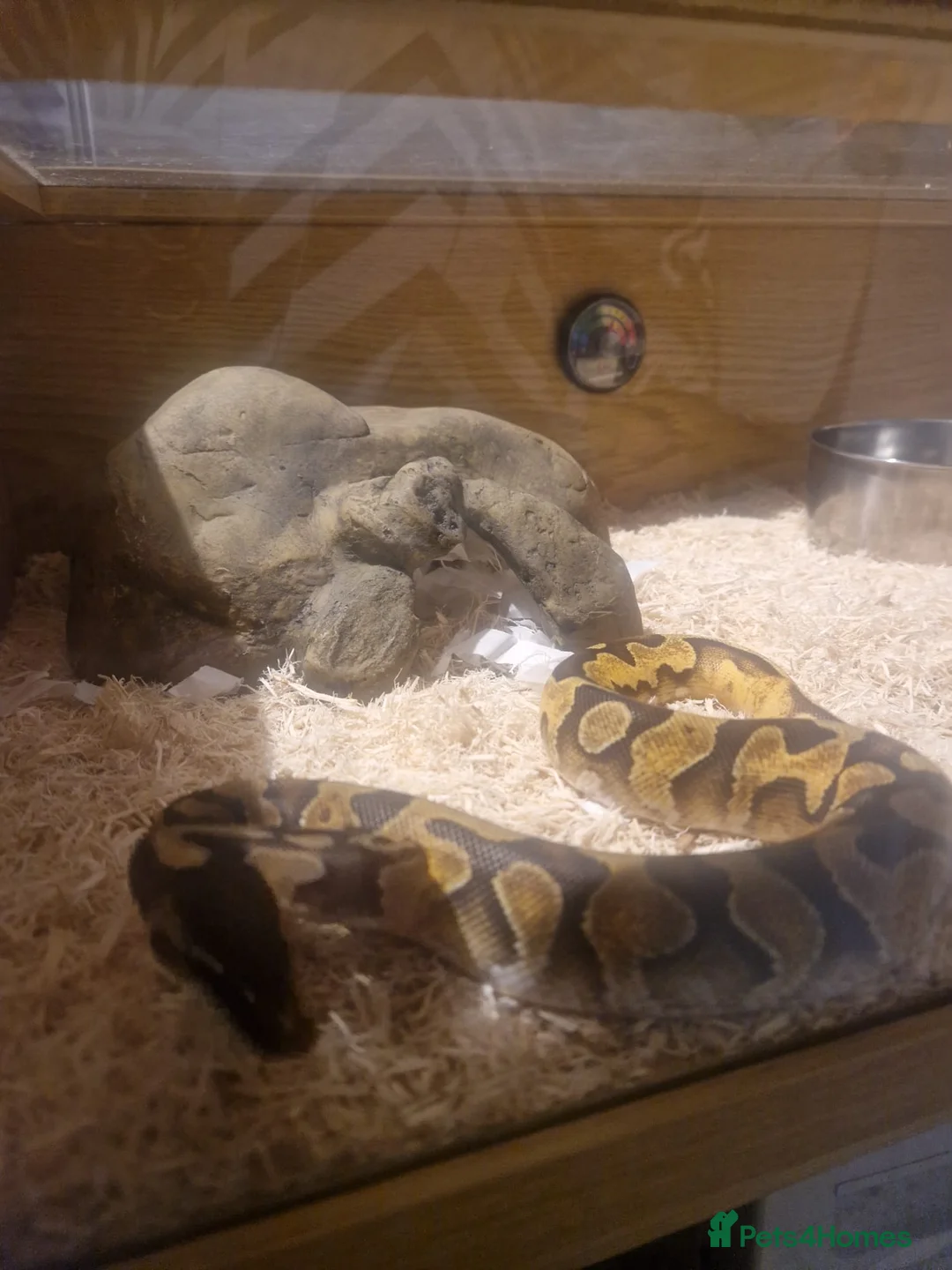 Python Snake reptiles for sale: Female  - Advert 2