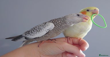 Cockatiels birds - Advert 15