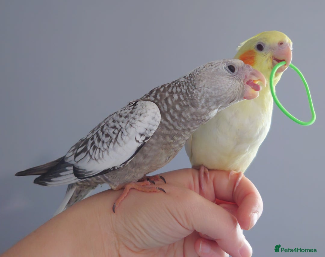 Cockatiels birds for sale: Hand reared silly tame DNA sexed baby cockatiels  - Image 4