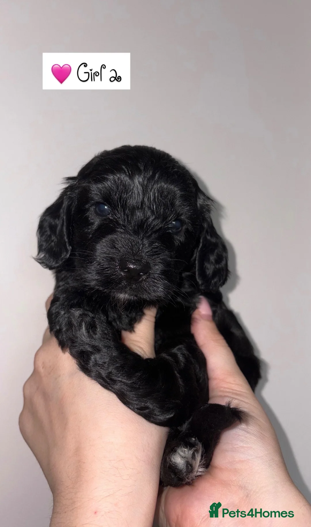 Cockapoo dogs for sale: 💫Gorgeous Cockapoos💫 in Chepstow - Advert 10