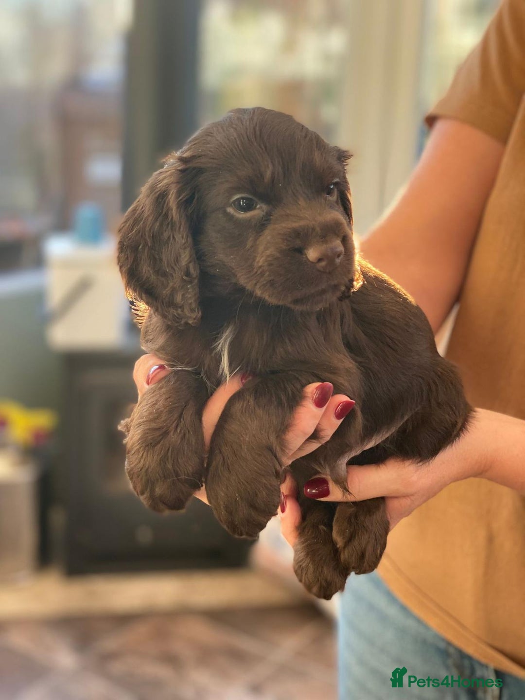 Cocker Spaniel dogs for sale: Beautiful little boy - Image 7
