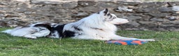 Border Collie dogs for stud: Blue Merle Border Collie **Stud** - Advert 5