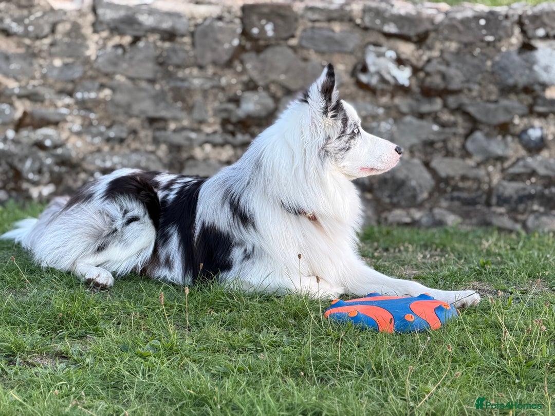 Border Collie dogs for stud: Blue Merle Border Collie Looking for Girlfriend - Image 5