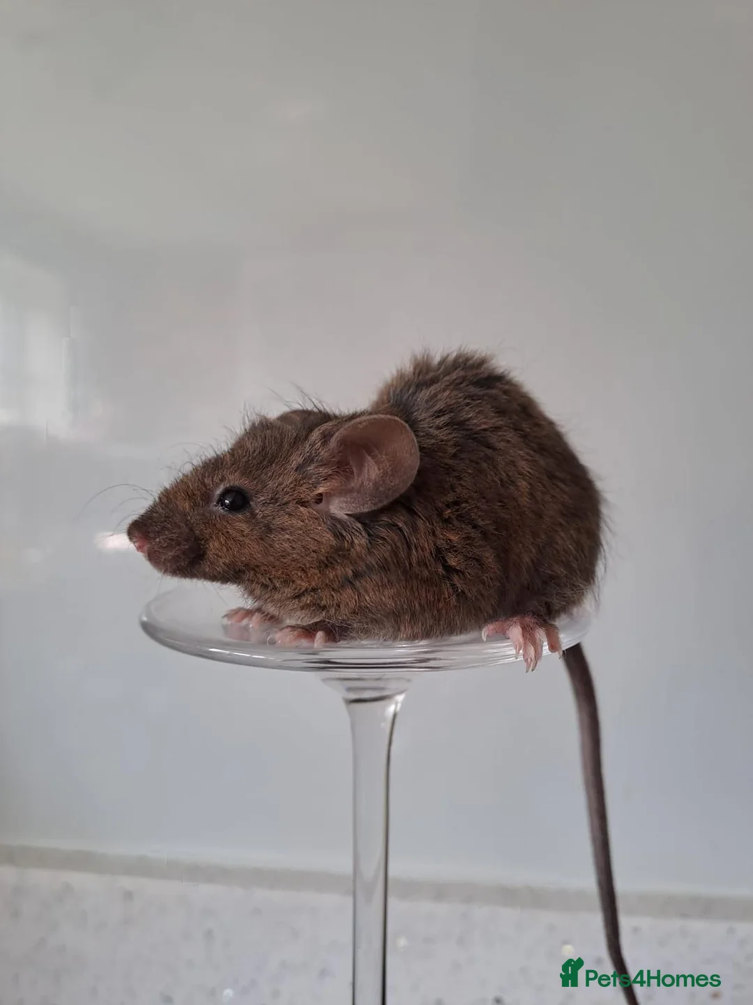Mouse rodents for sale: Bonded female fancy mice, free to a good home  in Oxford - Advert 2
