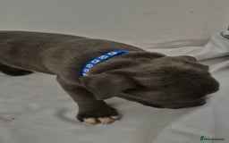 Staffordshire Bull Terrier dogs for sale: Blue Staffs £1,100 Deposit is £245 - Image 17