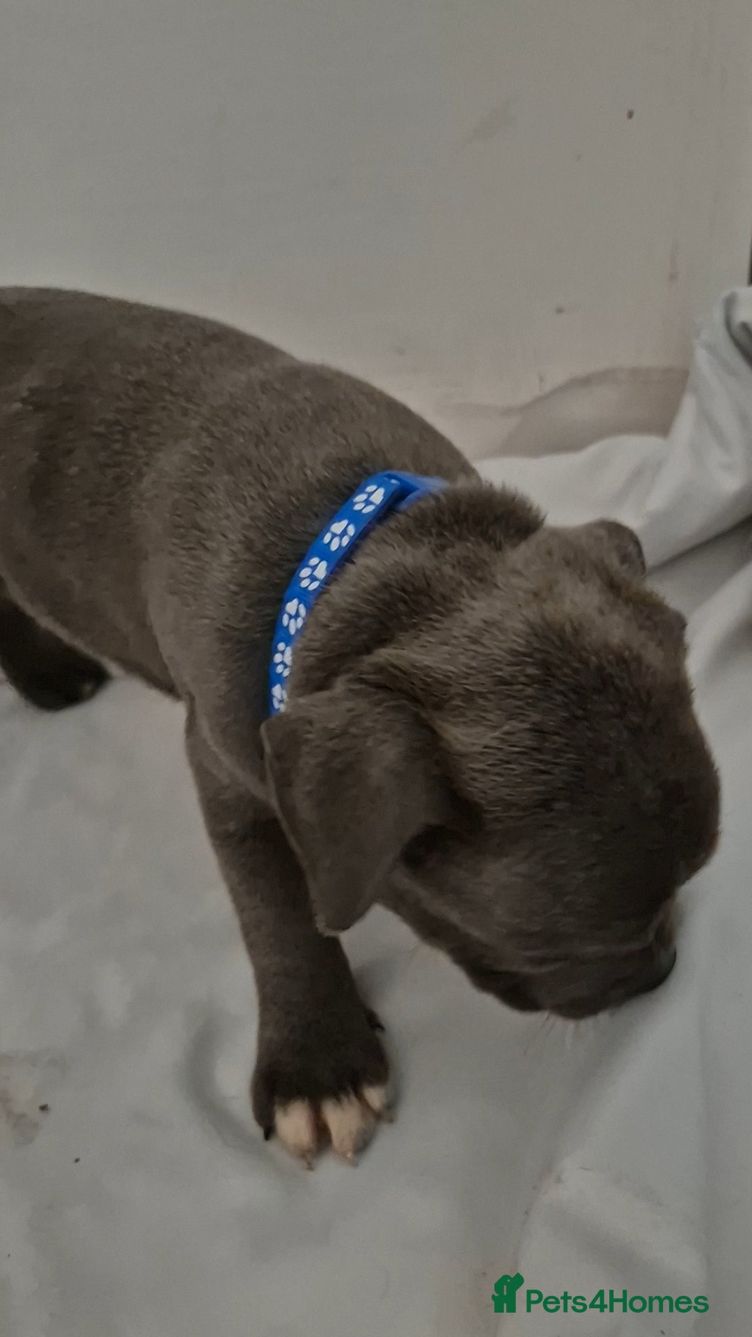 Staffordshire Bull Terrier dogs for sale: Blue Staffs £1,100 Deposit is £245 - Image 17