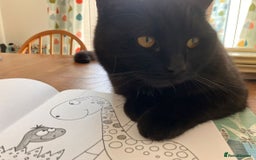 Mixed Breed cats for sale: Scottish Fold Mix Kittens –Ready 16th August 🐾 - Image 8
