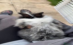 Mini Lion Lop rabbits for sale: Two mini lion lops - Image 2