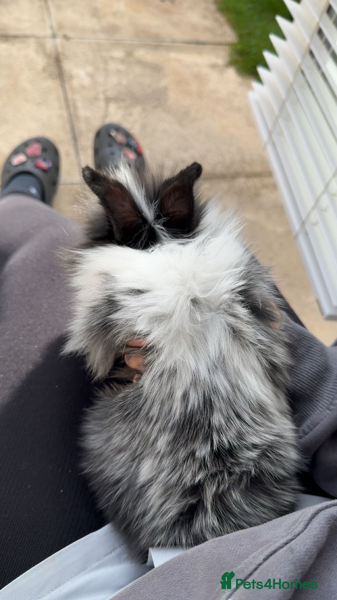 Mini Lion Lop rabbits for sale: Two mini lion lops - Image 2