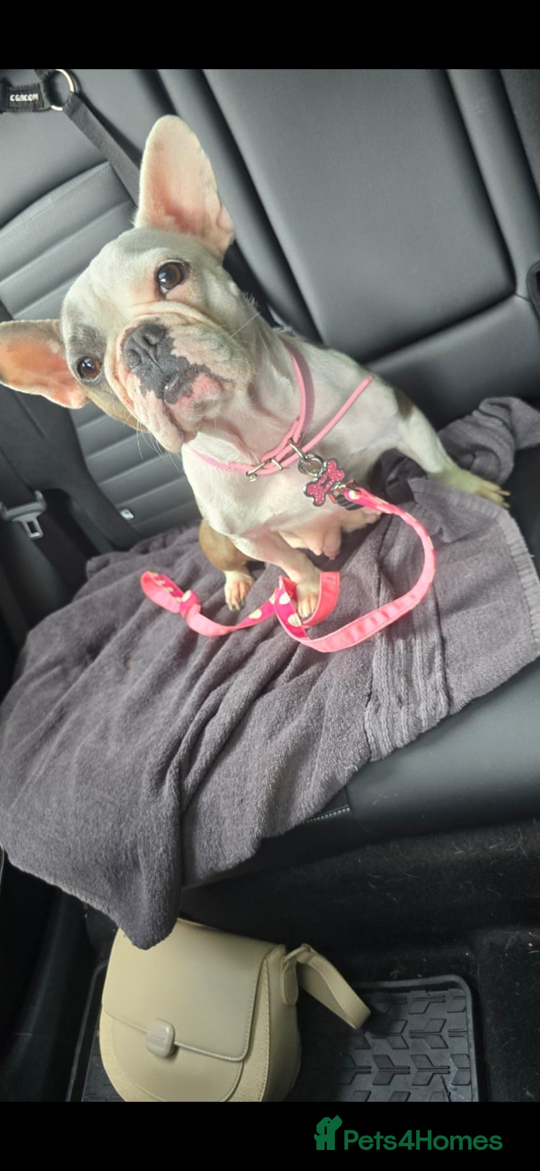 French Bulldog dogs for sale: 3yrs old French bulldog bitch  - Image 3