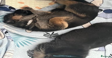German Shepherd dogs - Advert 7