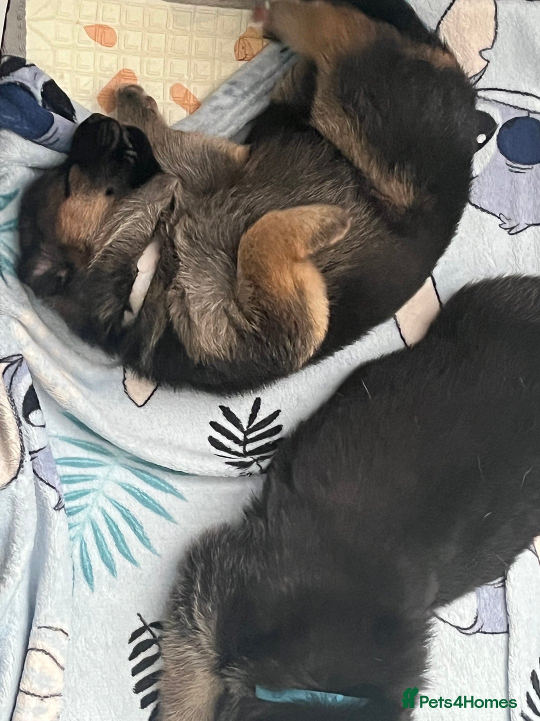 German Shepherd dogs for sale: Beautiful Straight Back German Shepherd  - Image 2