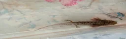 Axolotl reptiles for sale: Beautiful hypo baby Axolotls available last few  - Advert 38