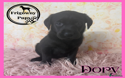 Labrador Retriever dogs for sale: 🖤 Dolly the Black Labrador Girl 🖤 in Market Rasen - Image 12