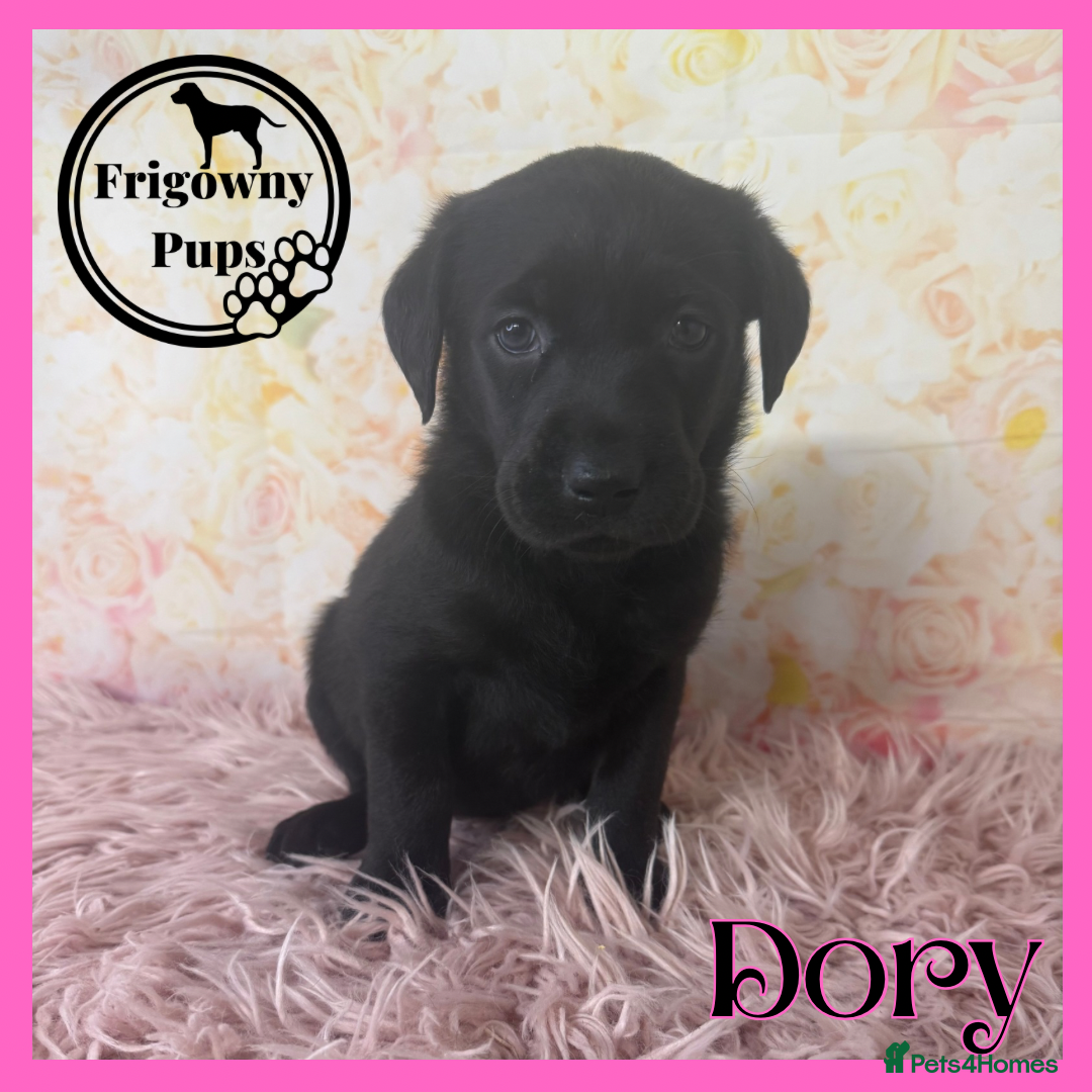 Labrador Retriever dogs for sale: 🖤 Dolly the Black Labrador Girl 🖤 in Market Rasen - Image 12