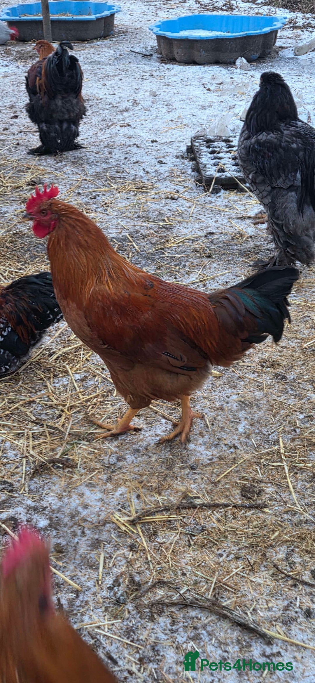 Chickens poultry for sale: Roosters for sale-East Ipswich in Ipswich  - Advert 7