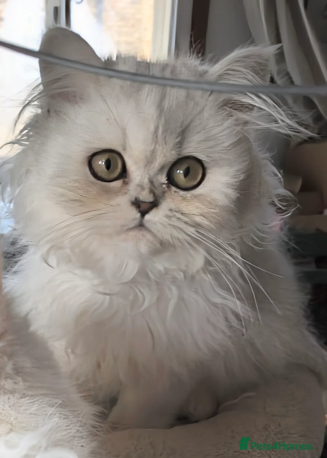 Persian cats for sale: 🍁White black tipped Persian kittens ready now - Advert 4