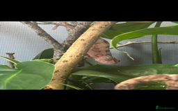Chameleon reptiles for sale: Young female panther chameleon  - Image 1