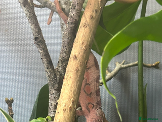 Chameleon reptiles - Advert 5
