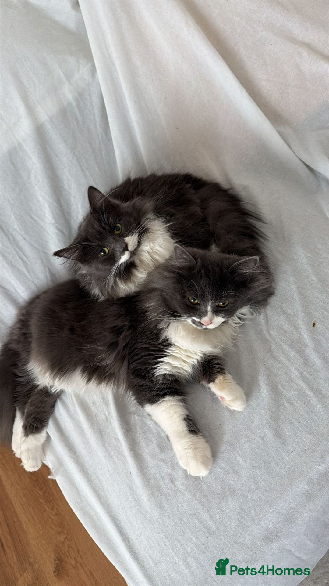 British Longhair cats for sale: 2 Male Kittens - Advert 12