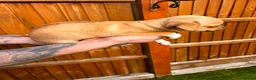 Chihuahua dogs for sale: 🐾 REDUCED🐾 4 pups left 🐾Merle Chihuahua Puppies - Advert 7