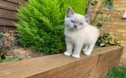 Ragdoll cats for sale: Half breed Ragdoll female kitten available  - Image 1