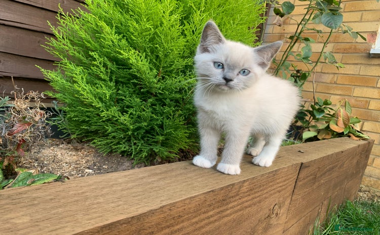 Ragdoll cats - Advert 12
