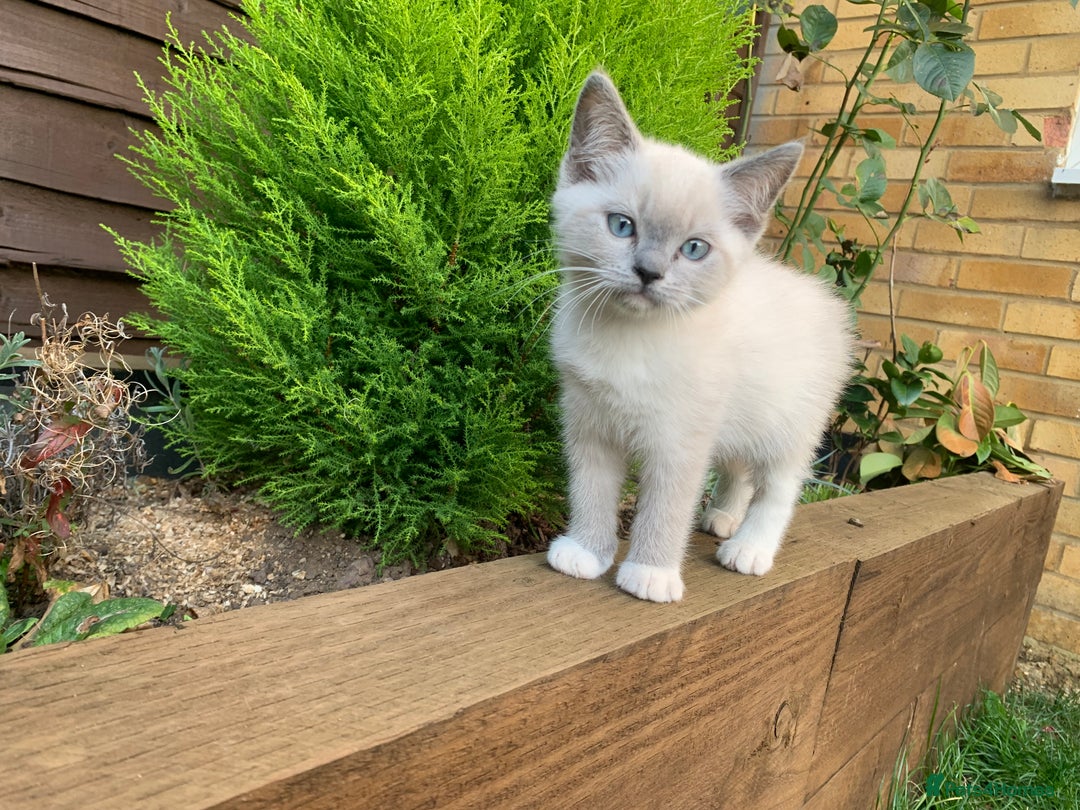 Ragdoll cats for sale: Half breed Ragdoll female kitten available  - Image 1