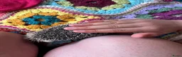 Pygmy Hedgehog rodents for sale: Hand tame pigmy hedgehog  - Advert 4