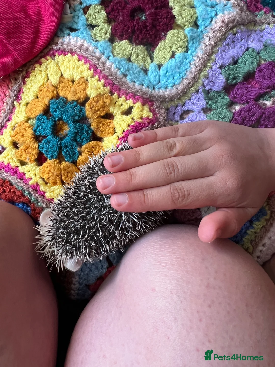Pygmy Hedgehog rodents for sale: Hand tame pigmy hedgehog  - Advert 4