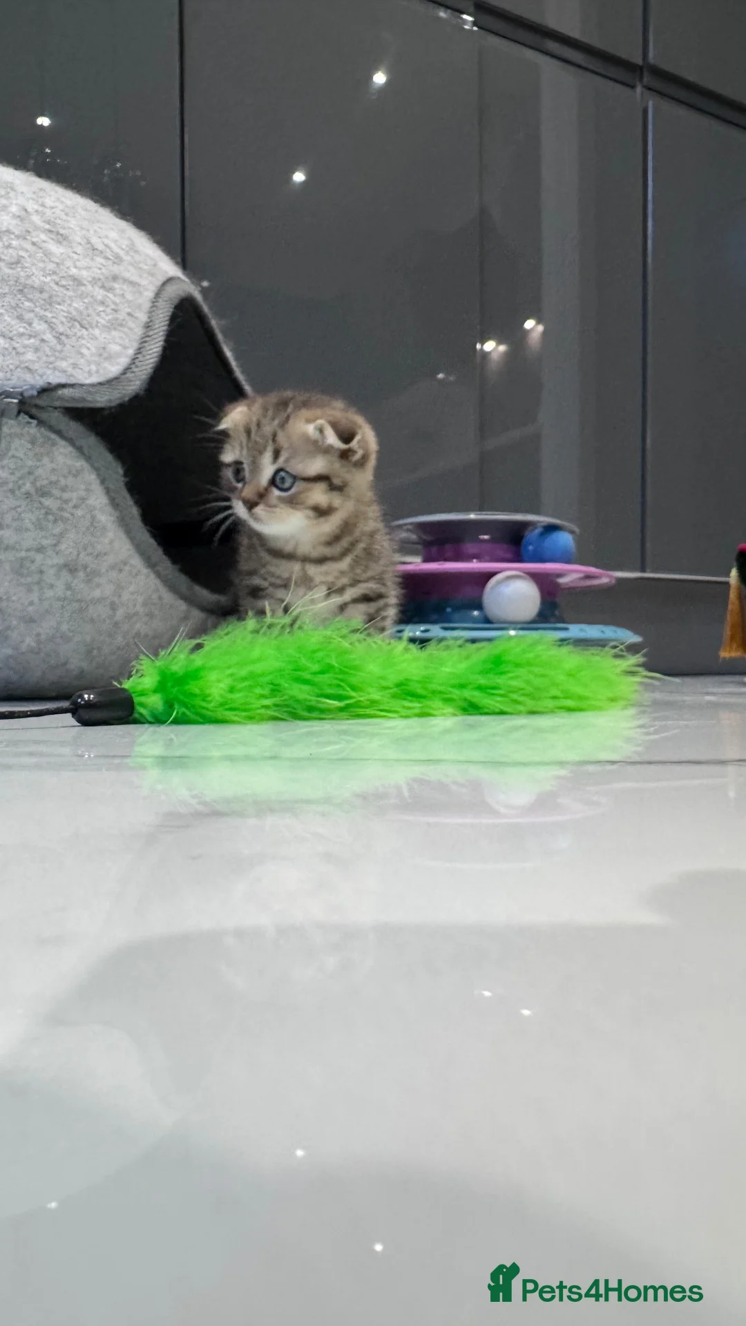 Scottish Fold cats for sale: Scottish fold full pedigree  - Advert 2