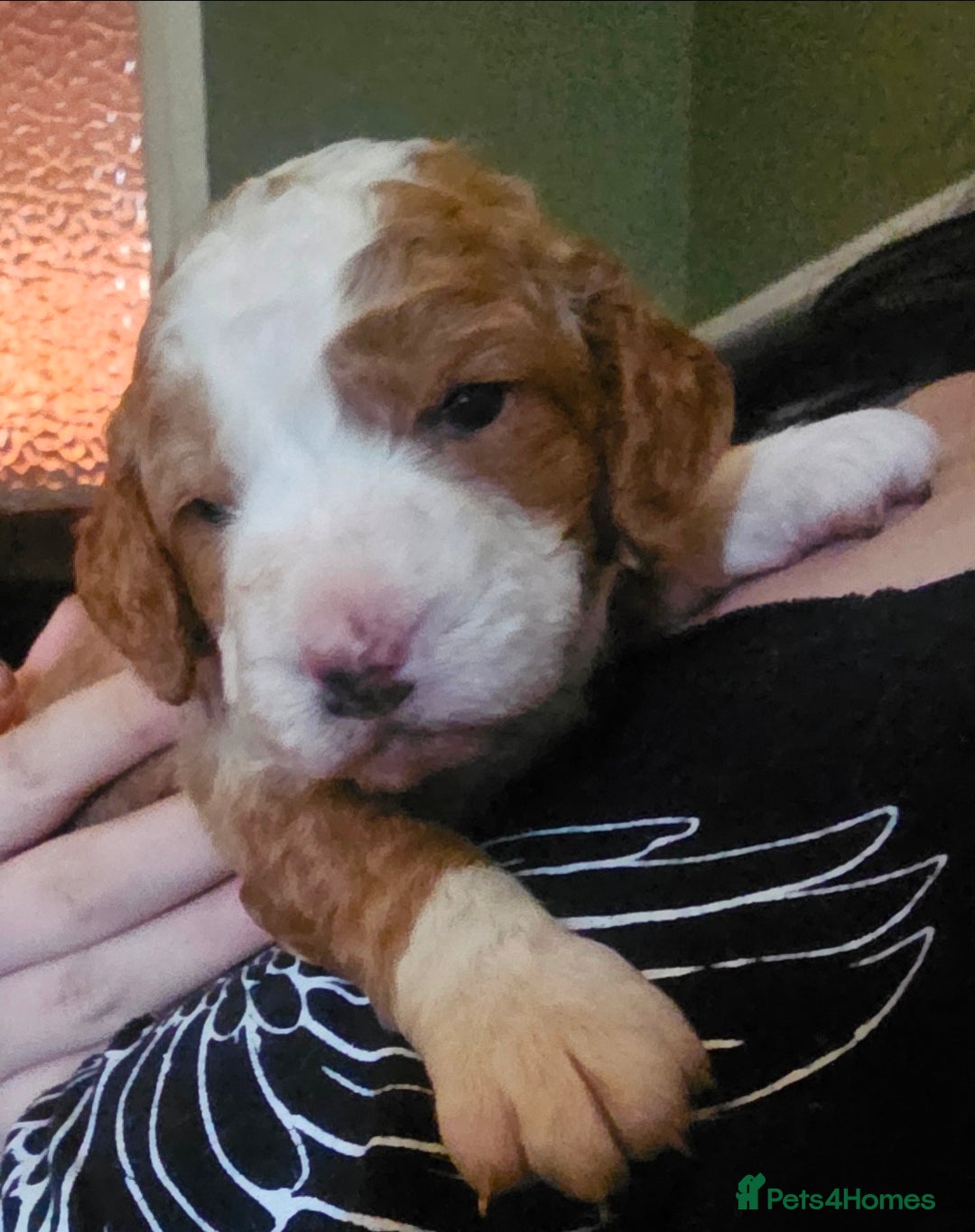 Cockapoo dogs for sale: Only two puppies left! Ready to go 9th December! - Advert 9