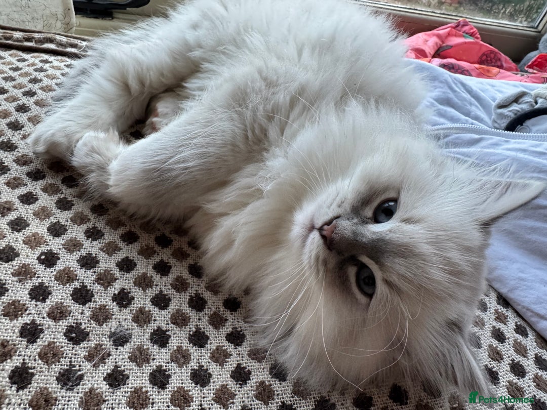 Ragdoll cats for sale: Beautiful Siberian Ragdoll cross kittens for sale - Advert 23