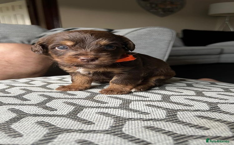 Jackapoo dogs - Advert 4