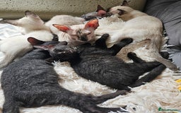 Siamese cats for sale: Siamese X Sphynx kittens - Image 3