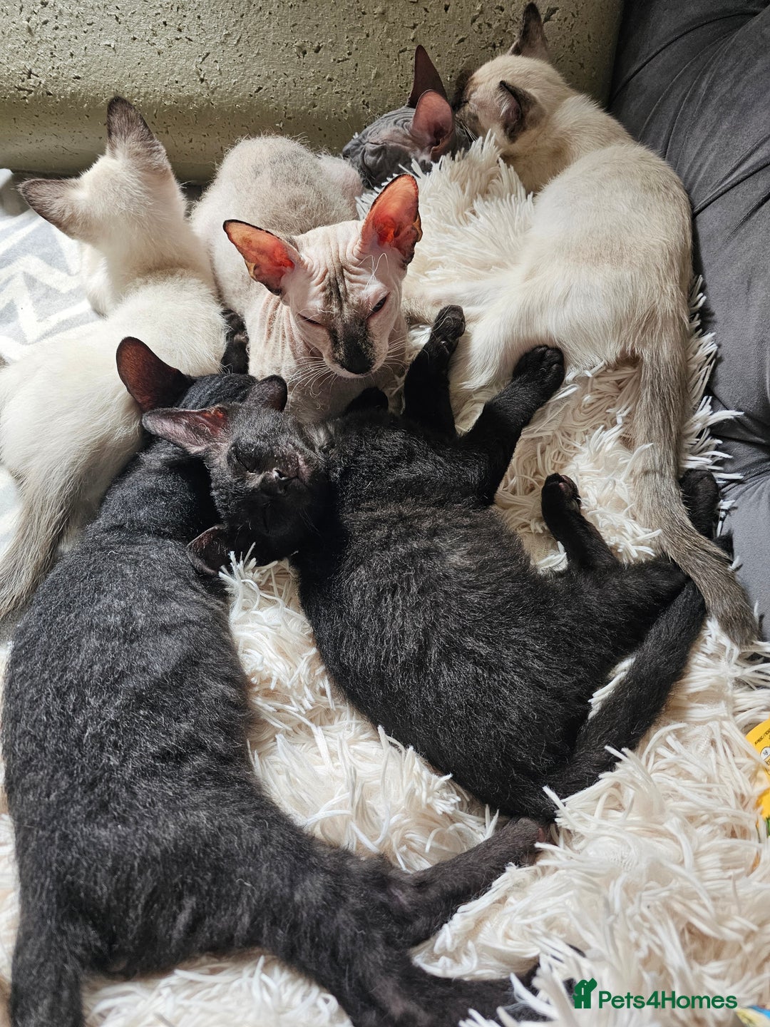 Siamese cats for sale: Siamese X Sphynx kittens - Image 3