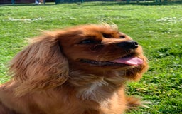 Cavalier King Charles Spaniel dogs for stud: Ruby Cavalier King Charles Spaniel for Stud duties - Image 5