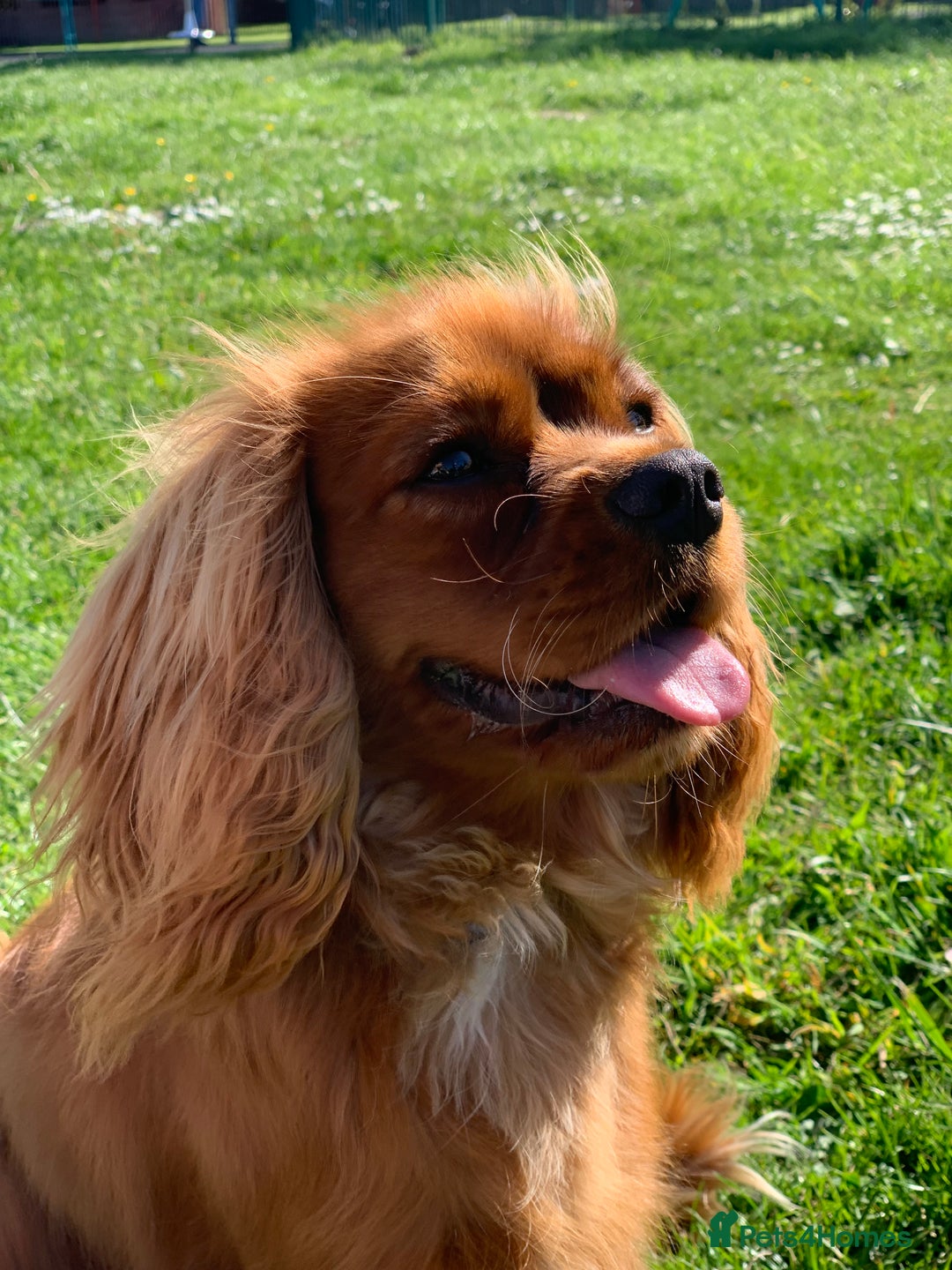 Cavalier King Charles Spaniel dogs for stud: Ruby Cavalier King Charles Spaniel for Stud duties - Image 5