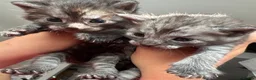 Egyptian Mau cats for sale: TICA Reg.Exceptional SILVER SMOKE EgyptianMAUxBeng - Advert 12
