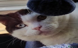 British Shorthair cats for sale:  GCCF CH lines. Beautiful boy(odd eyes) and girl. - Image 5