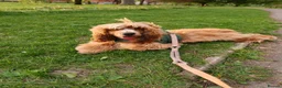 Cocker Spaniel dogs for stud:  Cooper English spaniel  - Advert 4
