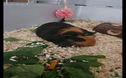 Guinea Pig rodents for sale: Two male guinea pigs brothers  - Advert 1
